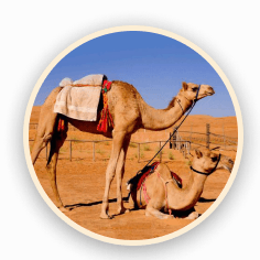 camel