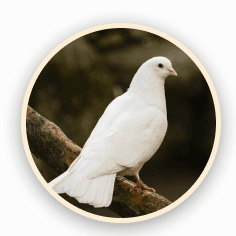 dove