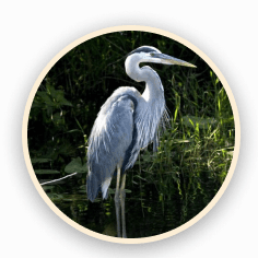 heron
