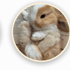 rabbit