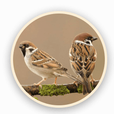 sparrow